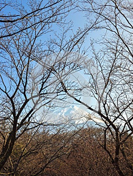 Mount Fuji view with branches of tree-Hino-Tokyo-japan photo